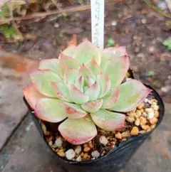 かなさん！様 リクエスト 5点 まとめ商品