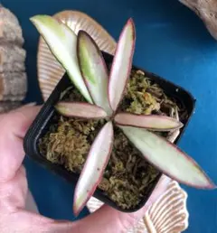 HOYA・ホヤ・Larisa・開花中・花座あり HOYA・ホヤ・Larisa・開花中・花座あり HOYA・ホヤ・Larisa