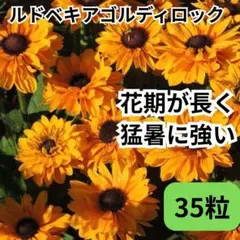 ルドベキア ゴルディロック 種 35粒