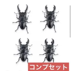 アニマリエ　1/1　オオヒラタクワガタ　全４種　ガチャ