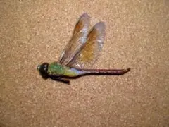 ギンヤンマ ♂ 雄 オス ヤンマ とんぼ トンボ 昆虫 標本 東京産 - メルカリ