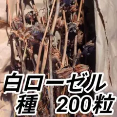 ローゼル　白　種　200粒のサムネイル