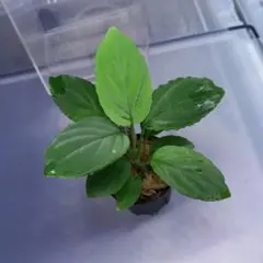 ホマロメナ sp. ミニマムのサムネイル