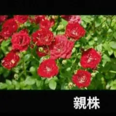ミニつる性薔薇　レッドキャスケード、抜き苗、1本のサムネイル