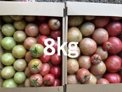 katazuke様専用です‼️熊本県産農家直送‼️訳ありトマト 9kg以上