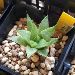 s*0様 ハオルチア 雪の華×氷砂糖