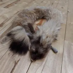 リアル　ファー 　マフラー　たぬき