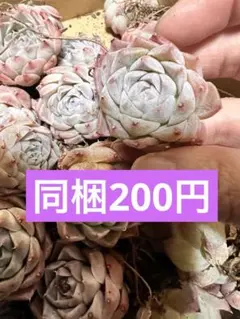 rocca様 リクエスト 6点 まとめ商品