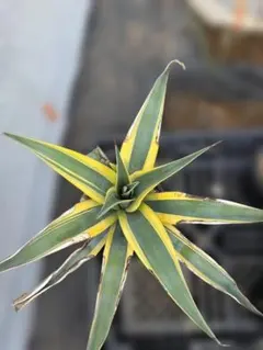 アガベ アリゾナスター 斑入り 観葉植物 - メルカリ
