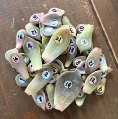 チャーミー様 リクエスト 3点 まとめ商品