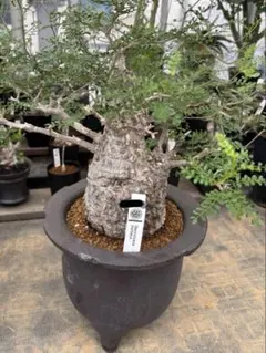 2025年最新】鶴仙園 鉢の人気アイテム - メルカリ