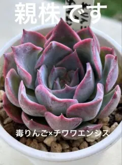 抜き苗✨毒りんご♥️ 2025年最新】毒りんご 多肉の人気アイテム - メルカリ