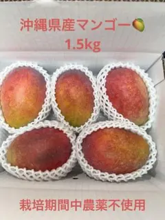 沖縄　摘果マンゴー　グリーンマンゴー　9kg 沖縄 摘果マンゴー グリーンマンゴー 9kg | Mercari