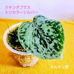 2026年最新】Scindapsusの人気アイテム - メルカリ