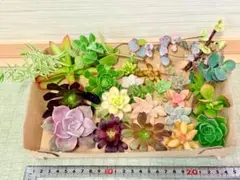 多肉植物カット苗詰め合わせ