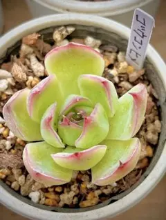 おらいさん リンゼアナ×ざわわ 青札苗 多肉植物 - メルカリ
