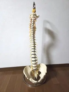 2026年最新】カイロプラクティック模型の人気アイテム - メルカリ