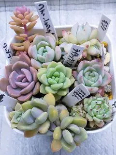 2026年最新】月下美人苗の人気アイテム - メルカリ