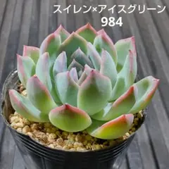 オレンジ 054 エケベリア 多肉植物 抜き苗 - メルカリ