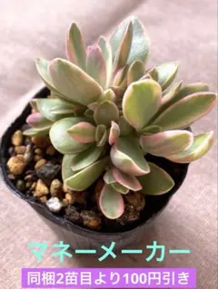 ☘️R7☆G.P.D様 リクエスト 4点 まとめ商品