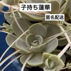 R1☆多肉植物☆可愛く楽しく増える☆子持ち蓮華☆安心の根付き☆のサムネイル