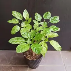 希少珍種 トレベシア パルマータ 観葉植物 22 - メルカリ