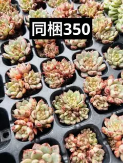 sabi様 リクエスト 2点 まとめ商品