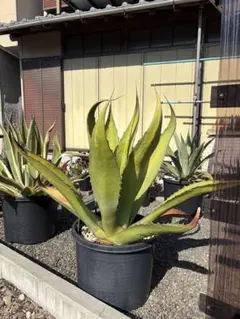 2026年最新】サルミアナの人気アイテム - メルカリ