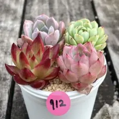 SALE❗️912多肉植物　カット苗　寄せ植え　人気4種セット❣️