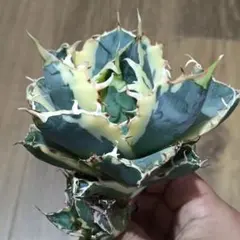 2025年最新】白鯨錦の人気アイテム - メルカリ