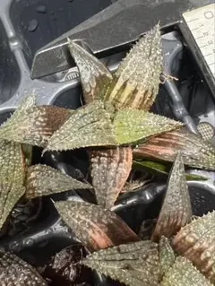A30多肉植物 ハオルチア 狼蛛部分錦 糊斑 縞斑 鮮明錦 12株セット/検