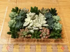 現品◎カット苗(姫秀麗錦、オーロラ、ローズセダムほか)　匿名配送　メルカリ便