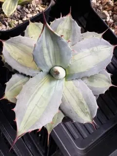 2025年最新】アガベ吉祥天の人気アイテム - メルカリ