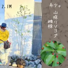 2026年最新】山採り ソヨゴの人気アイテム - メルカリ