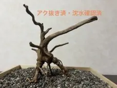 2025年最新】アク抜き済流木の人気アイテム - メルカリ