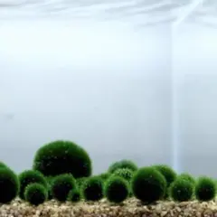 国産マリモ 約１cm 100個 癒しのマリモ無農薬 国産マリモ 約1cm 1個 癒しのマリモ無農薬 - メルカリ