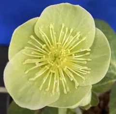 クリスマスローズ 原種 オドルス① シングル 緑 香り有り - メルカリ