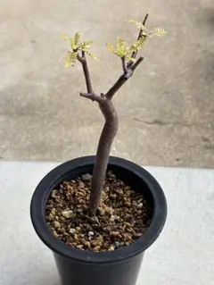 2025年最新】ブルセラの人気アイテム - メルカリ