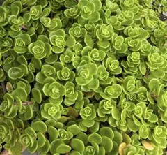 多肉植物 丸葉万年草 マルバマンネングサ 抜き苗 大量 期間限定