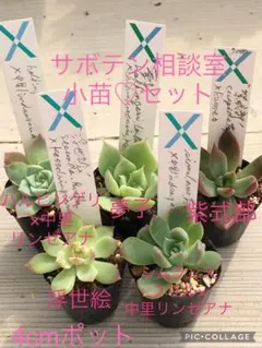 2025年最新】リンゼアナ 中里の人気アイテム - メルカリ