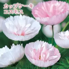 花の種 カップケーキのようなコスモス・ブラッシュ 10粒のサムネイル