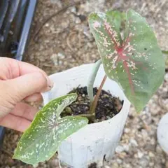 カラジウム　クリームブリュレ 抜き苗　第４種発送 カラジューム 抜き苗 第4種郵便発送 - メルカリ