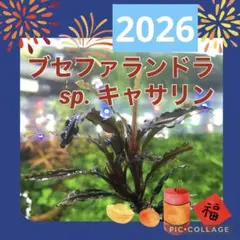 よっぺ様 リクエスト 2点 まとめ商品