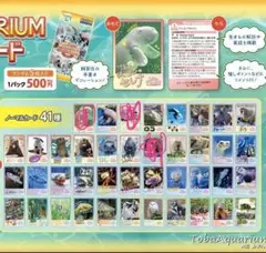 鳥羽水族館 とばすいコレカ コレクションカード ノーマル 16種類