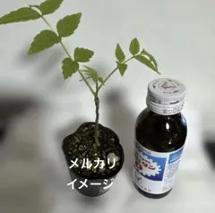 2026年最新】香椿苗の人気アイテム - メルカリ