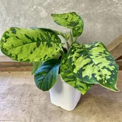 観葉植物　ホマロメナ　カモフラージュのサムネイル