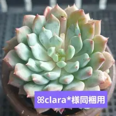 【ꕤclara*様 リクエスト 3点 同梱用】まとめ商品