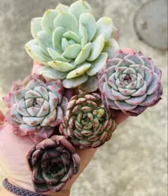 ５苗セット　多肉植物　エケベリア　韓国苗　カット苗　寄せ植えセット　多肉弁当