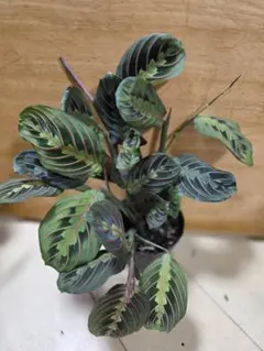 新入荷！【 カラテア ヴィーチアナ 】 希少観葉植物 - メルカリ