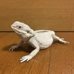 一番くじ 爬虫類&両生類　爬虫類　一番くじ　B賞 フトアゴヒゲトカゲ フィギュア
